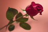 harmony rose