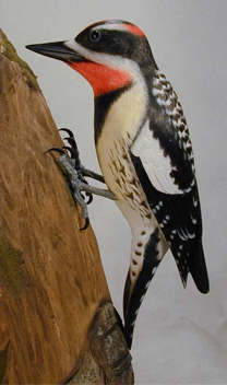 Unique Feathered Treasures